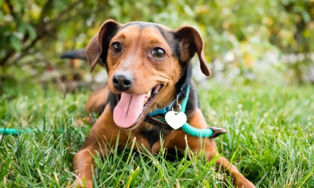 Προσοχή: Τα κατοικίδια κολλάνε κορονοϊό από τους ιδιοκτήτες τους